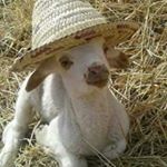 Profile Picture of Steven Abdo (@steven.abdo.73) on Instagram