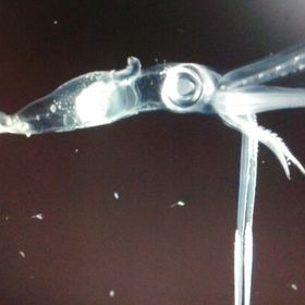 Profile Picture of David Lee (@horchair) on Pinterest