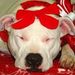 Profile Picture of Jean Keating (@amstafflover3) on Pinterest