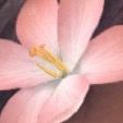 Profile Picture of kyleeoshiro120 (@kyleeoshiro120) on Tiktok