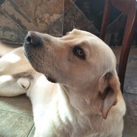 Profile Picture of Robin Kellogg (@robin-kellogg-6) on Quora
