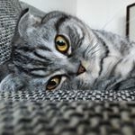 Profile Picture of Lafayette (@lafayette_thefrenchscott) on Instagram