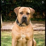 Profile Picture of Arusha pure breed DOGS (@mbwa_beinafuu) on Instagram