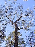 Profile Picture of Eucalyptus eugenioideson Wikipedia