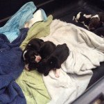 Profile Picture of Nicholas (@nicholas.gawronski) on Instagram