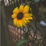 Profile Picture of 💜NancyZuno💜 (@nans_privvvs) on Instagram