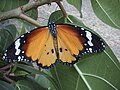 Profile Picture of Danaus (butterfly)on Wikipedia
