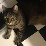 Jacob Thomsen - Instagram Profile Picture of Jacob Thomsen (@jtbiler) on Instagram