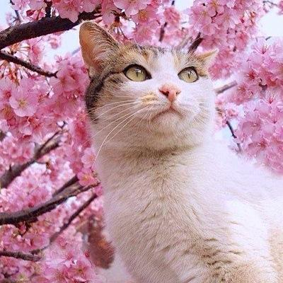 Profile Picture of 岩橋道子 (@iwahashi3) on Twitter