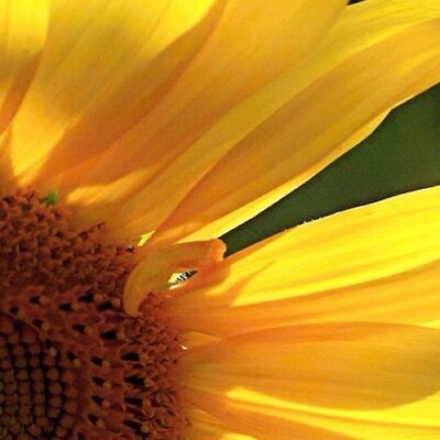 Profile Picture of Kim Shifflett (@kimshhhhh) on Twitter