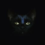 Profile Picture of Chris McKenna (@angry_oyster) on Instagram