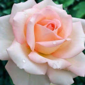 Profile Picture of Julianna Morgan (@juliannamorgan6367) on Youtube