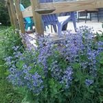 Profile Picture of Sandra McMahon Holbrook (@holbrook.sandra) on Instagram