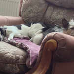 Profile Picture of Hazel Jones (@hazeljones) on Flickr