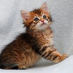 Profile Picture of Adam Kanas (@adammeggg) on Instagram