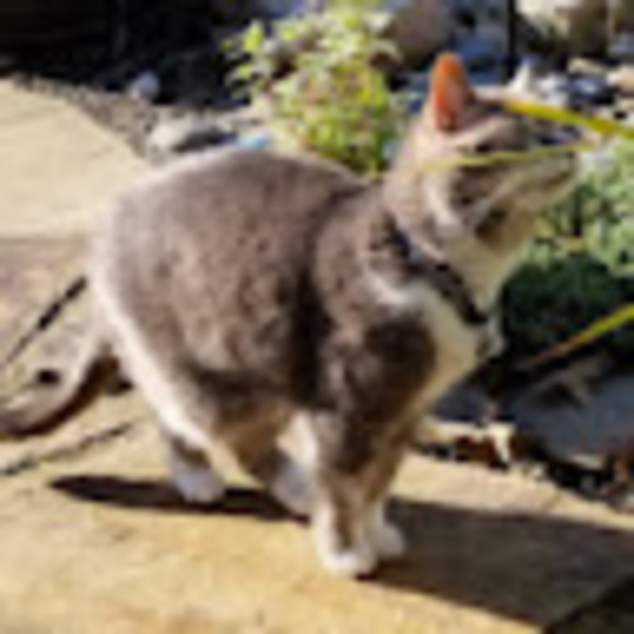 Profile Picture of Alyssa Cvitkovich (@alycvitkovich) on Poshmark