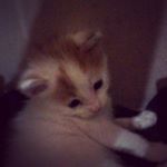 Profile Picture of sophia alarcon (@s.0.p.h.i.a_a.l.a.r.c.0.n) on Instagram