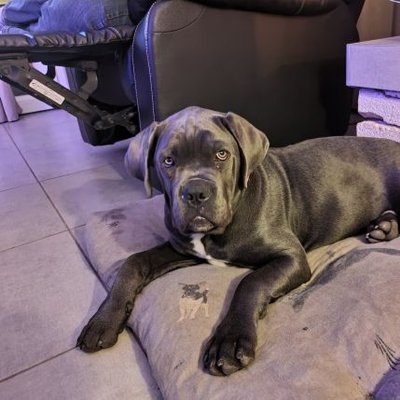 Profile Picture of Collado Jean Philippe (@ColladoJeanPhi1) on Twitter