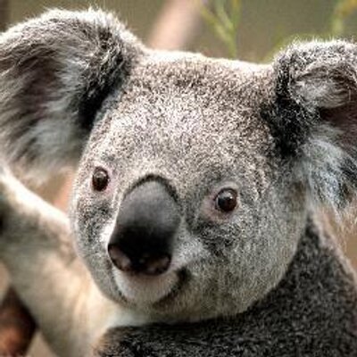 Profile Picture of David Menezes (@davidmenezes14) on Twitter