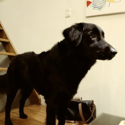 Profile Picture of Perro Negro (@Richard79654159) on Twitter