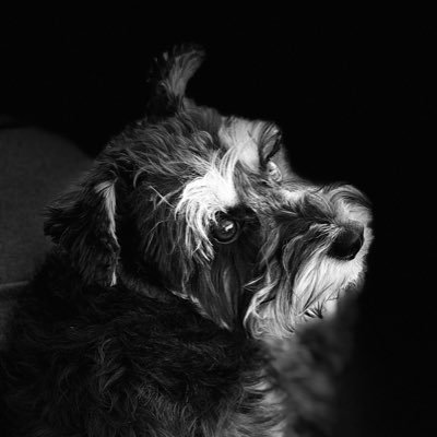 Michael Narciso - Twitter Profile Picture of Michael Narciso (@mikeynarciso) on Twitter