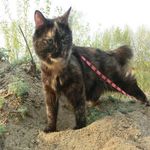 Profile Picture of James Johnson (@groinabozzi) on Instagram