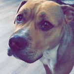 Profile Picture of Justin Mauger (@jmaugz) on Instagram