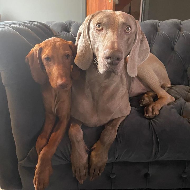 Jäger & Thor 🐾⚡️ - Tiktok Profile Picture of Jäger & Thor 🐾⚡️ (@jager_thor) on Tiktok