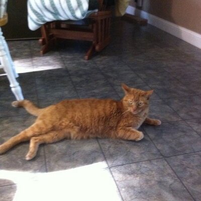 Profile Picture of Michael Chiarello (@chiman66) on Twitter