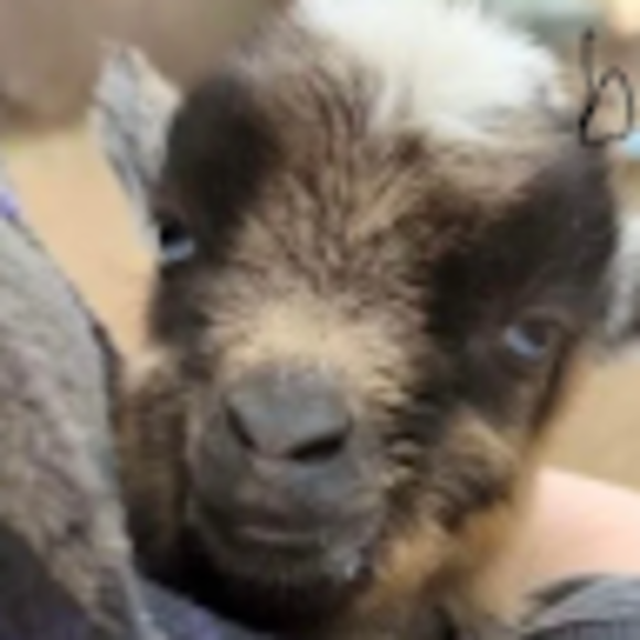 Profile Picture of Harper Kocis (@148181) on Poshmark