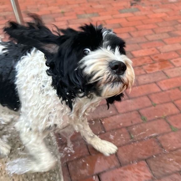 Profile Picture of Kat Kuball (@katkuball2016) on Poshmark