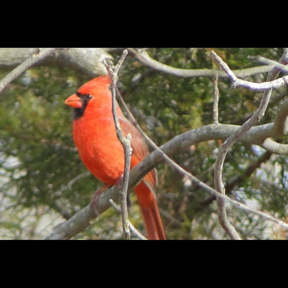 Profile Picture of Vicky Mason (@vickymuls) on Poshmark