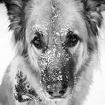 Profile Picture of BOBBY CHOU the rescued (@_bobby_chou_) on Instagram
