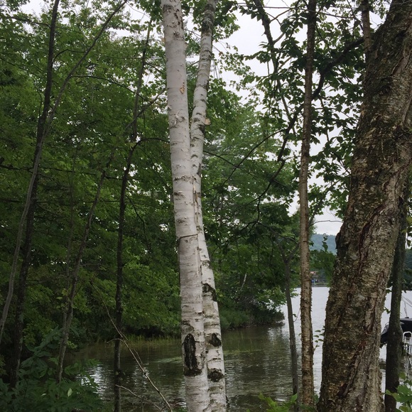 Profile Picture of Alicia Siry (@ajsiry) on Poshmark