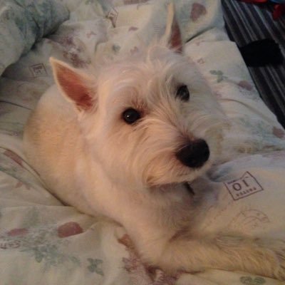 Profile Picture of Bobbi The Westie (@BobbiTheWestie) on Twitter