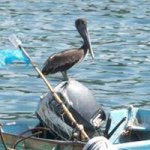 Bob Witt - Instagram Profile Picture of Bob Witt (@bob_in_puerto_vallarta) on Instagram