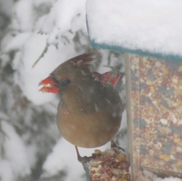 Profile Picture of Kim Kenyon (@kkenyon74) on Poshmark