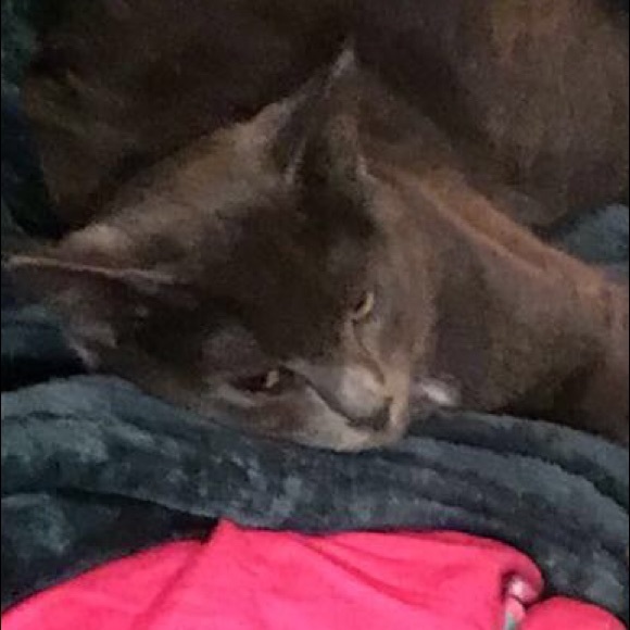 Profile Picture of Danielle Lamboy (@akamaru671) on Poshmark