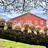 Profile Picture of Dawn’s Doodles @ Goudreau Farm (@dawngoudreau1) on Tiktok