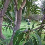 Wilfredo Caban - Instagram Profile Picture of Wilfredo Caban (@wilfredo.caban.7) on Instagram