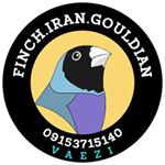 Profile Picture of پرورش فنچ گلدین ۰۹۱۵۳۷۱۵۱۴۰ (@finch.iran.gouldian) on Instagram