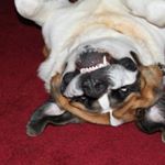 Profile Picture of David Petley (@bullwynkle70) on Instagram