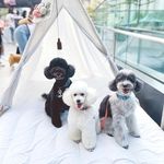 Profile Picture of 🐷Pork-Chop Minipoo🐽 (@porkchop_minipoo) on Instagram