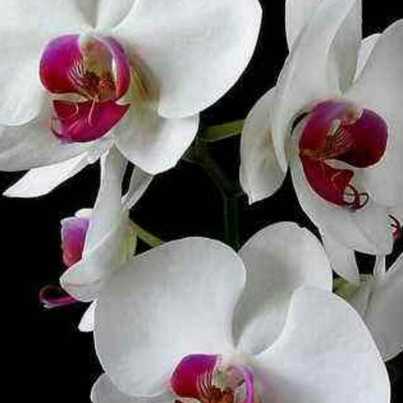 Profile Picture of Sherhone Council (@sherhone) on Poshmark