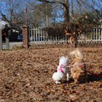 Profile Picture of Penelope & Toby Swanson (@swan.dogs) on Instagram