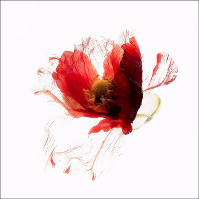 Profile Picture of ADRIAN LOWE (@@adrianlowephoto) on Twitter