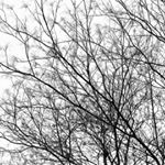 Cícero Lima - Instagram Profile Picture of Cícero Lima (@calangoanalogico) on Instagram