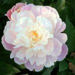 Profile Picture of Jamie Tharp (@rphjamie) on Instagram