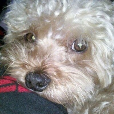 Profile Picture of Pat Corwin (@pgcor) on Twitter