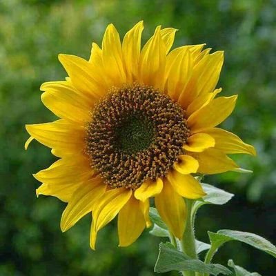 Profile Picture of Iris Martinez (@irismartinez021) on Twitter